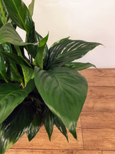Load image into Gallery viewer, Spathipyllum - Peace lily

