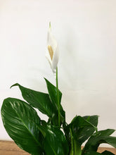 Load image into Gallery viewer, Spathipyllum - Peace lily
