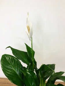 Spathipyllum - Peace lily