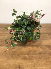 Load image into Gallery viewer, Tradescantia quadricolour - Inch plant
