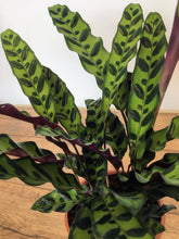 Load image into Gallery viewer, Calathea lancifolia - Rattlesnake plant
