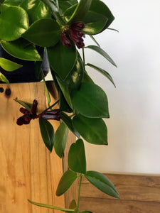 Aeschynanthus Mona Lisa - Lipstick plant