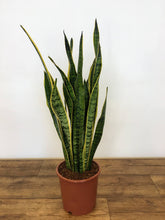 Load image into Gallery viewer, Sansevieria laurentii - Snake plant
