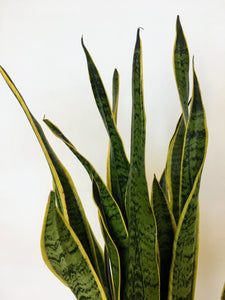 Sansevieria laurentii - Snake plant