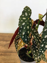 Load image into Gallery viewer, Begonia maculata - Polka dot begonia...vv
