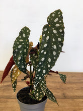 Load image into Gallery viewer, Begonia maculata - Polka dot begonia...vv
