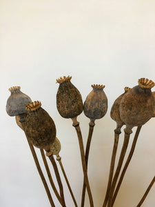 Dried Poppy Seed Heads
