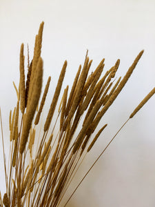 Dried Phelum - Timothy Grass