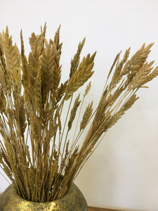 Dried Spiga Grass