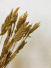 Load image into Gallery viewer, Dried Spiga Grass
