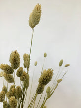 Load image into Gallery viewer, Dried Natural Phalaris- Canary Grass
