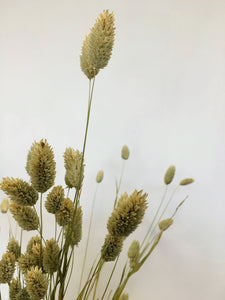 Dried Natural Phalaris- Canary Grass