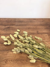 Load image into Gallery viewer, Dried Natural Phalaris- Canary Grass
