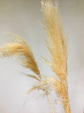 Load image into Gallery viewer, Dried Natural Fluffy Pampas Grass Bunch
