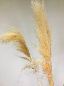 Dried Natural Fluffy Pampas Grass Bunch