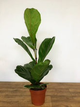 Load image into Gallery viewer, Ficus lyrata - Fiddle leaf fig
