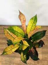 Load image into Gallery viewer, Codiaeum Mrs Iceton - Croton
