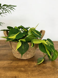 Tripoli Seagrass basket with handles