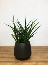 Load image into Gallery viewer, Lucca Plant Pot
