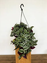 Load image into Gallery viewer, Tradescantia zebrina - Inch plant
