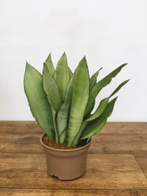 Load image into Gallery viewer, Sansevieria Moonshine - Snake plant
