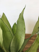 Load image into Gallery viewer, Sansevieria Moonshine - Snake plant
