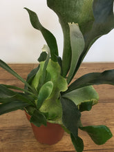 Load image into Gallery viewer, Platycerium bifurcatum - Stag horn fern
