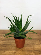 Load image into Gallery viewer, Aloe arborescens - Candelabra aloe
