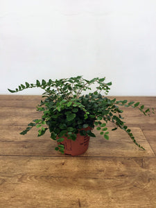 Pellaea rotundifolia - Button fern