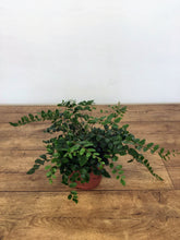 Load image into Gallery viewer, Pellaea rotundifolia - Button fern
