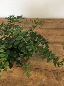 Pellaea rotundifolia - Button fern