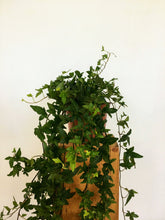 Load image into Gallery viewer, Hedera helix - English Ivy
