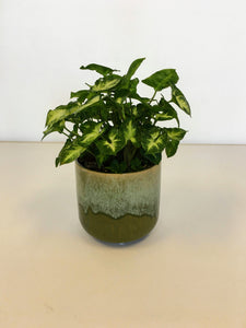 Drip glazed plant pot - green