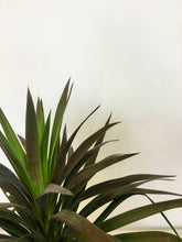 Load image into Gallery viewer, Yucca aloifolia - Aloe Yucca

