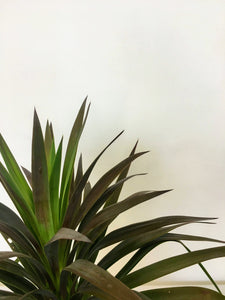 Yucca aloifolia - Aloe Yucca