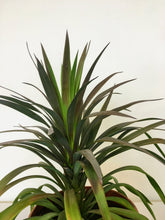 Load image into Gallery viewer, Yucca aloifolia - Aloe Yucca
