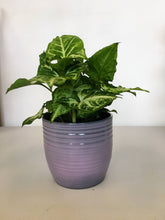 Load image into Gallery viewer, Ribbed Plant Pot - Lilac
