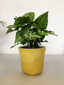 Delphi Plant Pot - Ochre yellow