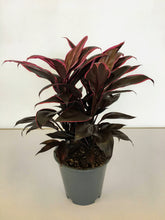 Load image into Gallery viewer, Cordyline fruticosa Mambo - Good luck plant
