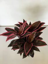Load image into Gallery viewer, Cordyline fruticosa Mambo - Good luck plant
