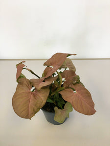 Syngonium rose - Arrow head vine