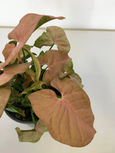 Load image into Gallery viewer, Syngonium rose - Arrow head vine
