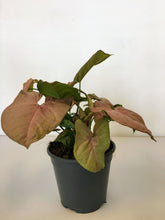 Load image into Gallery viewer, Syngonium rose - Arrow head vine

