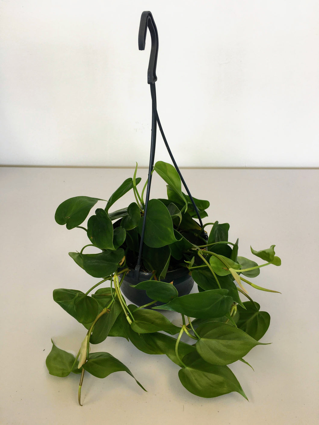 Philodendron scandens - Sweet heart plant hanging pot
