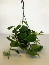 Load image into Gallery viewer, Philodendron scandens - Sweet heart plant hanging pot
