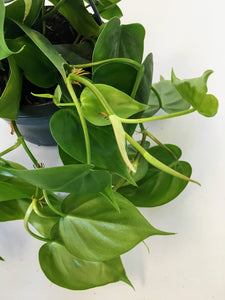Philodendron scandens - Sweet heart plant hanging pot