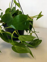 Load image into Gallery viewer, Philodendron scandens - Sweet heart plant hanging pot
