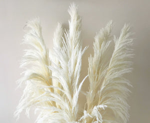 XL Dried White Cortaderia Pampas Grass