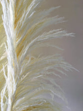 Load image into Gallery viewer, XL Dried White Cortaderia Pampas Grass
