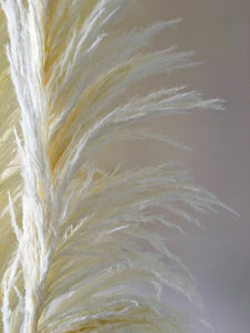 XL Dried White Cortaderia Pampas Grass